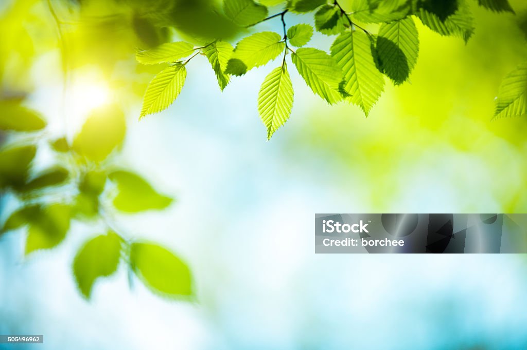 Fresh Green Leaves Spring background with fresh green leaves. Backgrounds Stock Photo