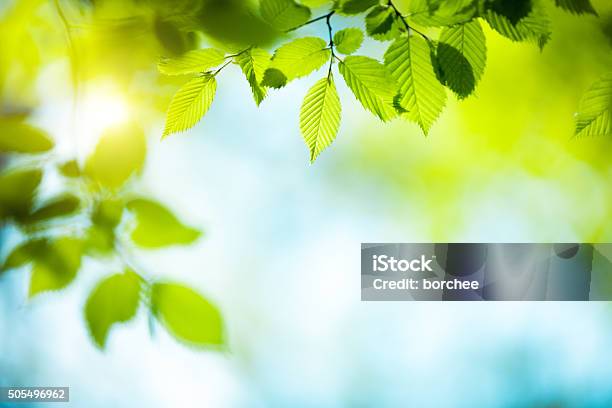 Fresh Green Leaves Stock Photo - Download Image Now - Backgrounds, Leaf, Springtime