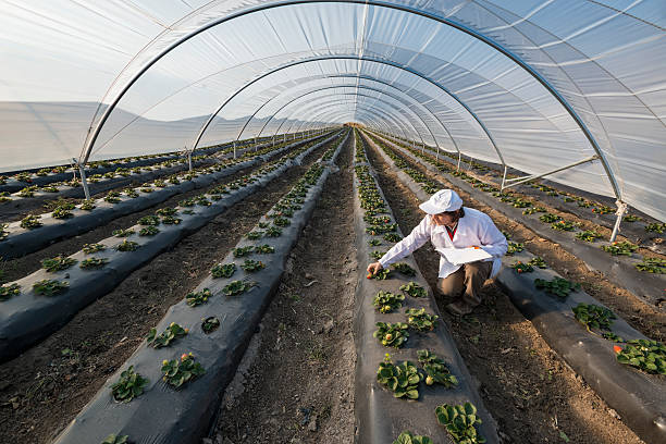 Agricultural engineer working in the greenhouse. Organic agricul Agricultural engineer working in the greenhouse. Organic agriculture in greenhouses.Agricultural engineer working in the greenhouse. Organic agriculture in greenhouses greenhouse stock pictures, royalty-free photos & images