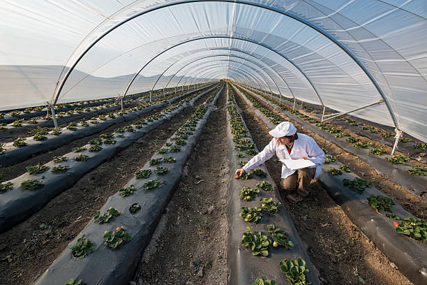 agricultural engenheiro trabalhando na estufa. organic agricul - greenhouse - fotografias e filmes do acervo