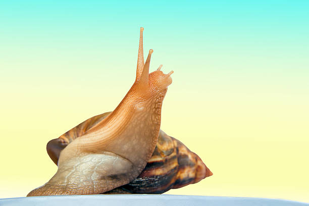 istock snail Achatina giant 505498436