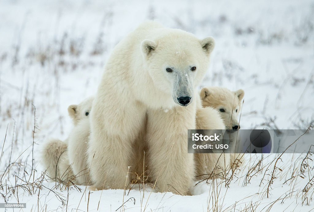 Polar Sie-Bär mit cubs. - Lizenzfrei Eisbär Stock-Foto