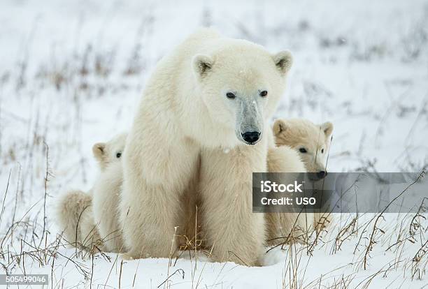 Polar Siebär Mit Cubs Stockfoto und mehr Bilder von Eisbär - Eisbär, Raubtierjunges, Arktis