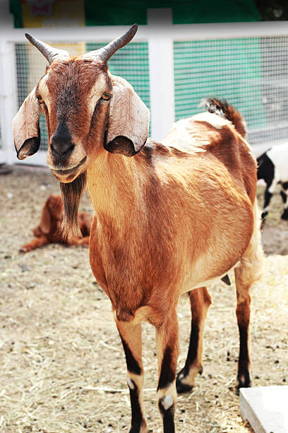 istock Brown goat in the farm 505500933