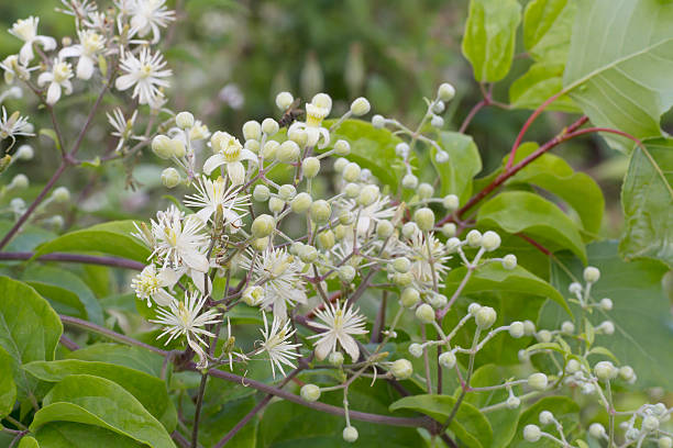 Travellers Joy, Old Man's Beard (Clematis vitalba) Blossom A stout clambering, woody, deciduous climber, to 30m. leaves pinnate, with toothed leaflets. Flowers greenish-white, 18-20mm, fragrant, in large panicles, terminal or lateral; sepals hairy beneath. Fruits forming large billowy, silver-gray, silky masses that persist well in the winter. millingerwaard stock pictures, royalty-free photos & images