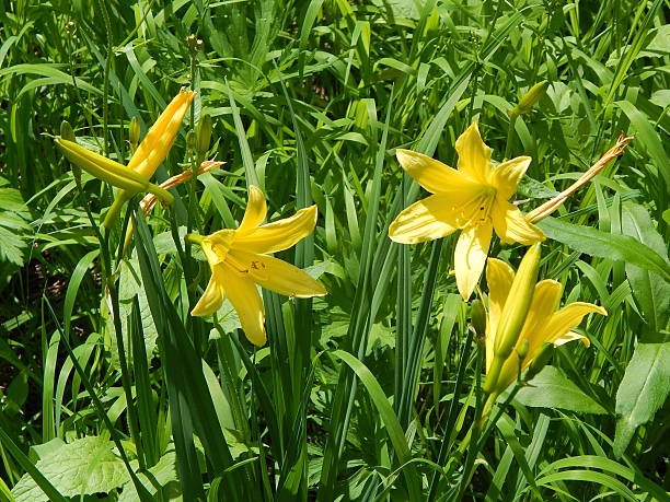 amarillo lilies - daffodil winter narcissus yellow single flower fotografías e imágenes de stock