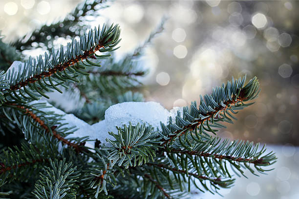 istock fir branch with glitter and snow 505500980
