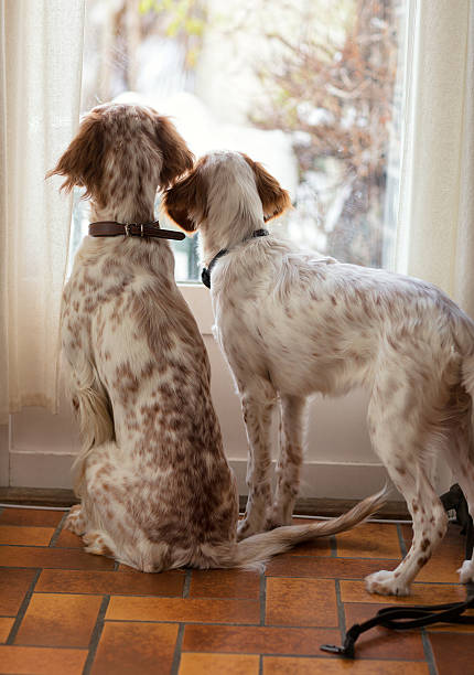 istock Two English Setters  looking out of a window, Norway 505501000
