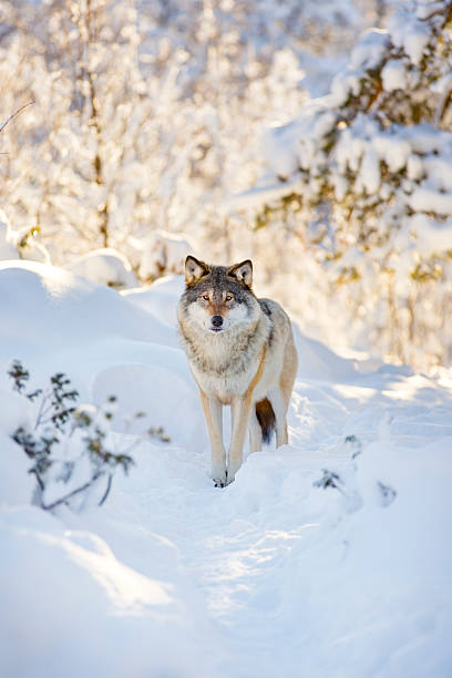istock Wolf stands in beautiful winter forest 505501038