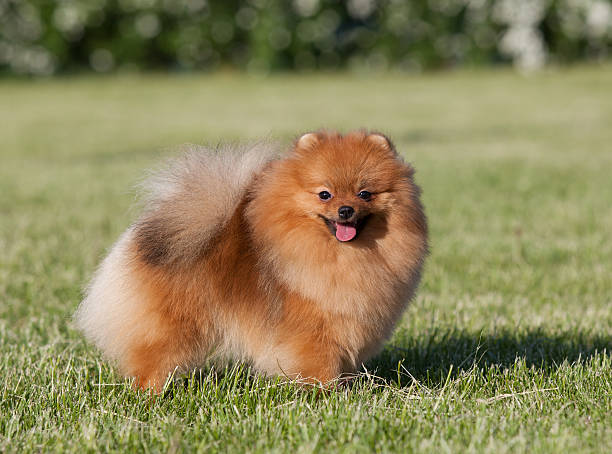 istock Pomeranian spitz in the park 505501213