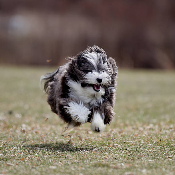 istock Cute and playful dog running in the grass. 505501387