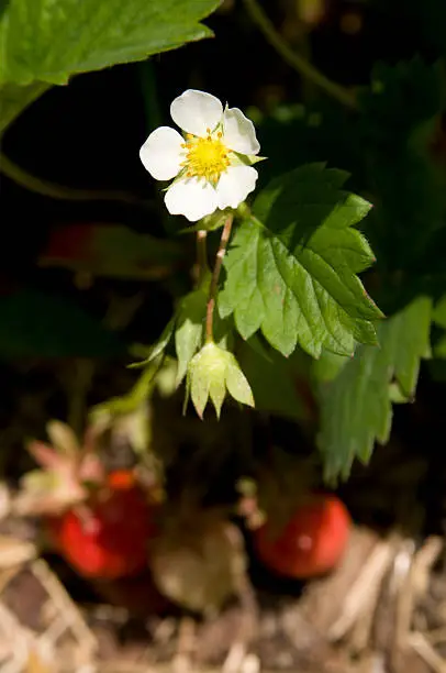 Strawberryflower