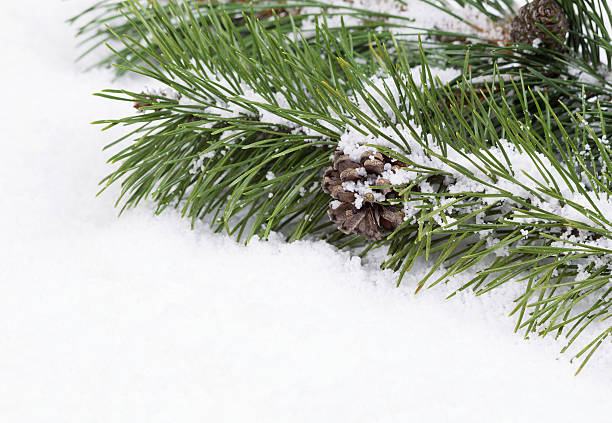 istock Fir Branch with snow and pine cone 505501967