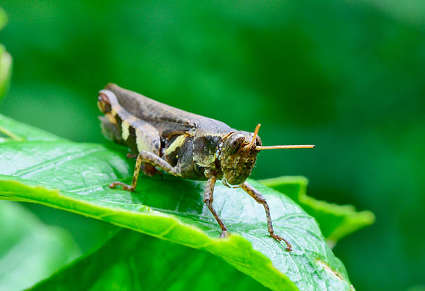 istock dark brown and yellow grasshopper standing on green leaf 505502021