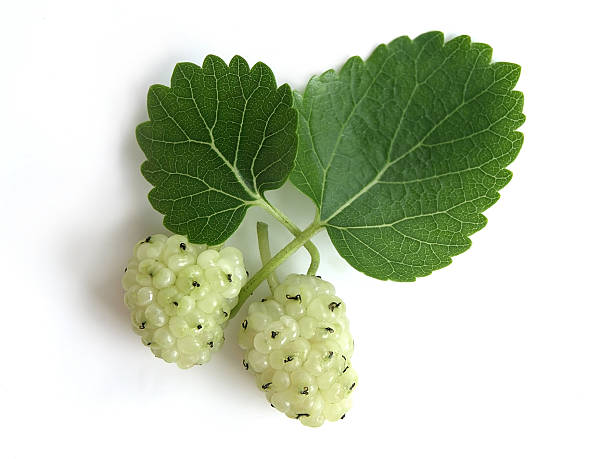 biały mulberry (morus alba) - mulberry bush zdjęcia i obrazy z banku zdjęć