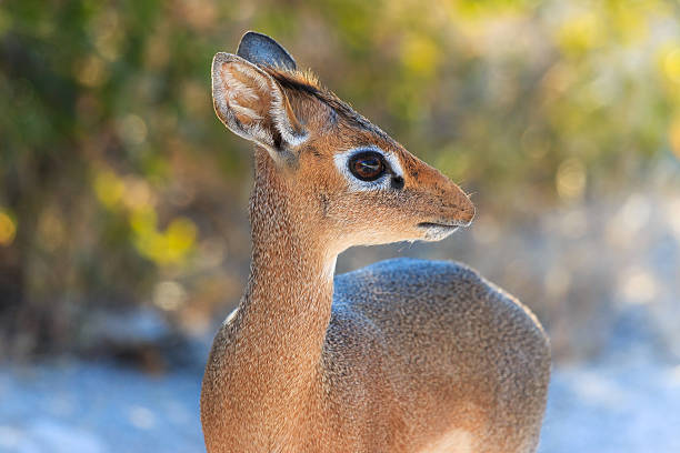Adorable antelope, 40cm high and 3-6 kg. Staring with her big eyes.