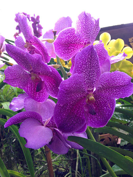istock closed up the orchid tree in garden 505502391