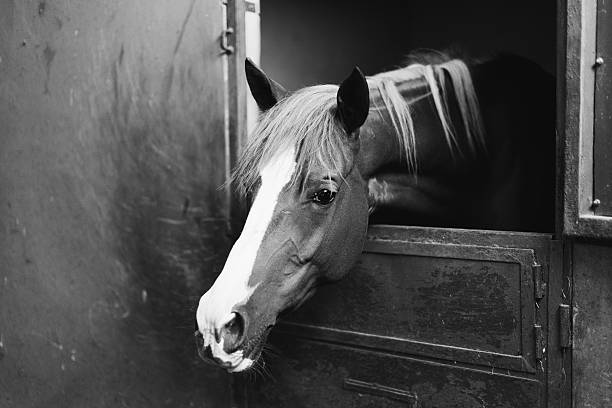 istock Race horse waiting in barn 505502595