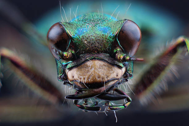 head of tiger beetle (cicindella campestris) - 班蝥 圖片 個照片及圖片檔