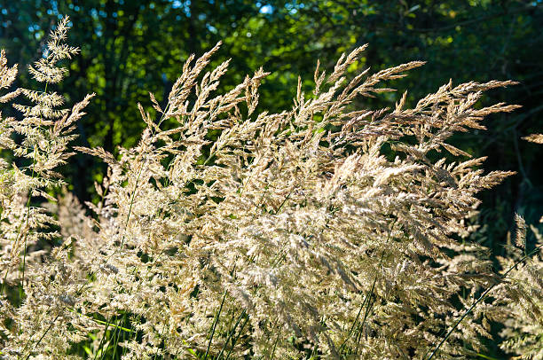 istock long grass in the field background 505503147