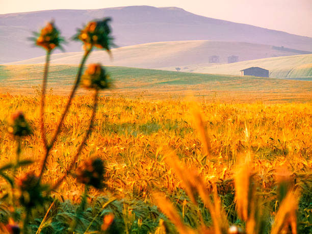 primavera landscape.between apúlia e basilicata: campo de milho no início. (itália) - drumlin imagens e fotografias de stock