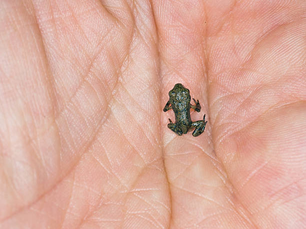 istock Frog in my hand. Tiny, baby froglet. 1cm length. 505503941