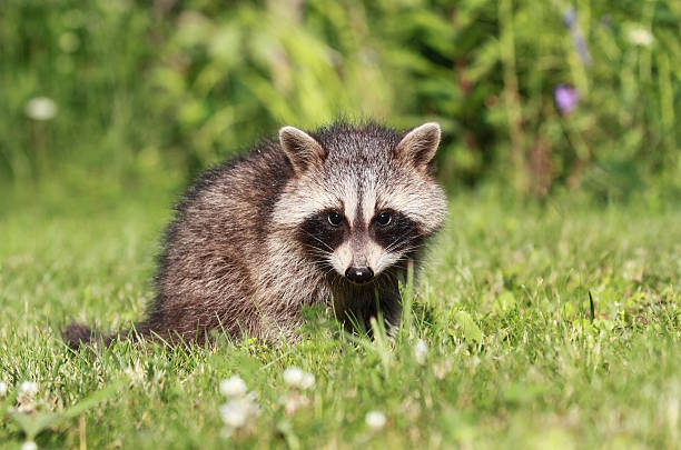 istock young raccoon in grass 505505043