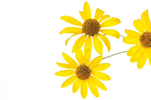 istock yellow daisy flower 505505223
