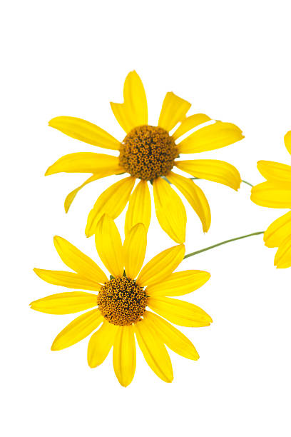istock yellow daisy flower 505505225