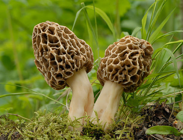 fungo morel comuni (morchella esculenta) - morel mushroom foto e immagini stock