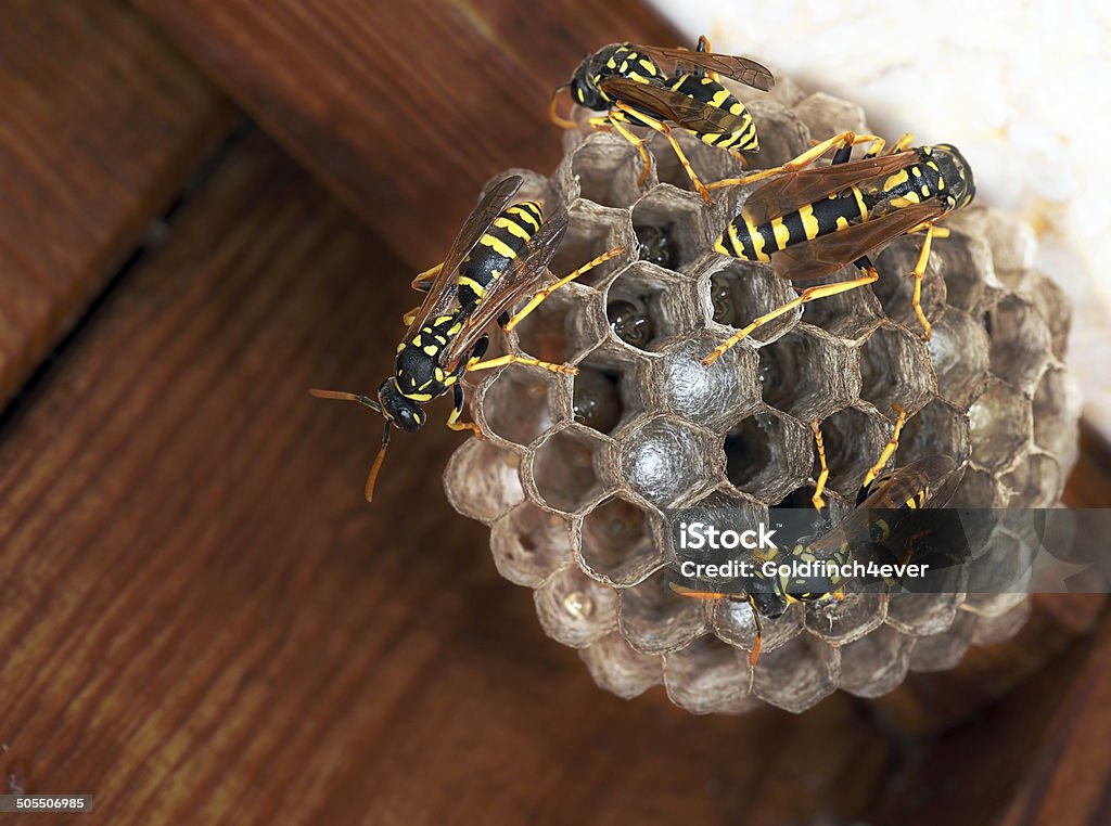 Polistes dominula - paper wasp nest with young. Pest. Hexagon cells in nest.By house doorway. Biological Cell Stock Photo