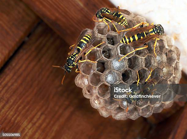 Polistes Dominula Paper Wasp Nest With Young Stock Photo - Download Image Now - Biological Cell, Black Color, Close To