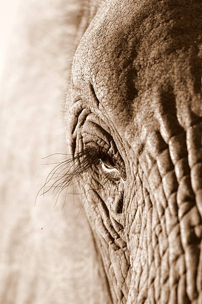 のクローズアップ、アフリカゾウます。 - animal close up elephant animal eye ストックフォトと画像
