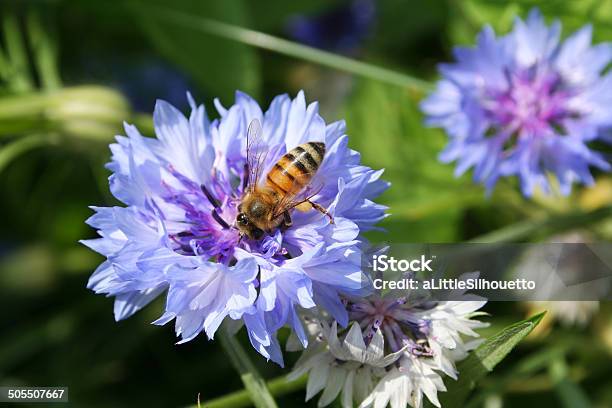 Bee On A Cornflower Stock Photo - Download Image Now - Bee, Cornflower, Animal