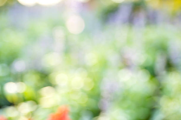 Blurred nature background with summer flowers in garden