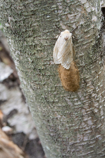 a female Gypsy Moth (Lymantria dispar dispar) with egg mass on a tree in Massachusetts