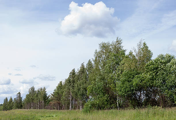 istock Summer landscape. Forest and field on a sunny day 505509654