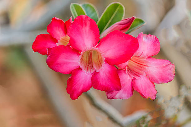 istock Pink Desert Rose or Impala Lily or Mock Azalea flower 505512810