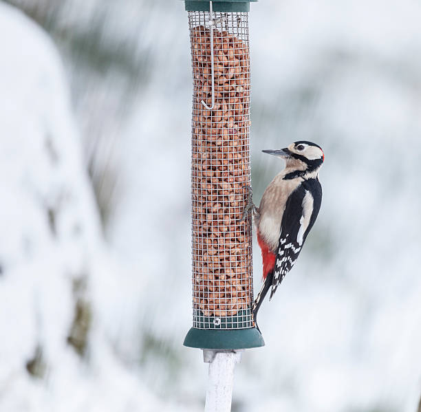 Great Spotted Woodpecker Dendrocopos major; peanut feeder; snow; winter; Scotland A male Great Spotted Woodpecker, Dendrocopos major, clinging onto a peanut feeder against a snowy background. dendrocopos major great spotted woodpecker in the snow stock pictures, royalty-free photos & images