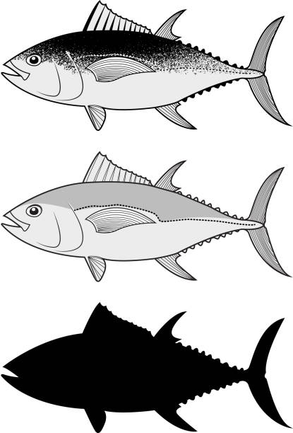 illustrations, cliparts, dessins animés et icônes de ensemble de vecteur de thon. - tuna spearfishing sea bream illustrated