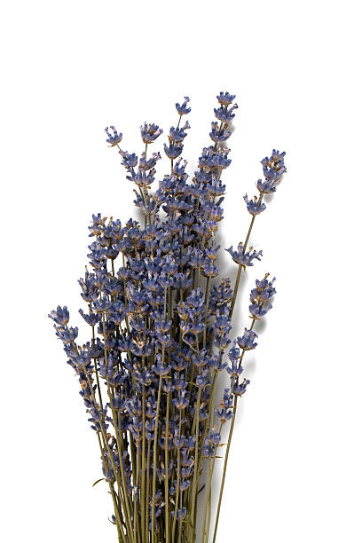 istock dried lavender isolated on white background 505516212