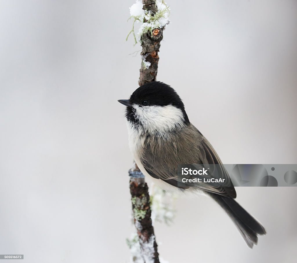 Lovely willow tit beautiful willow tit photographed in winter on a branch Animal Wildlife Stock Photo