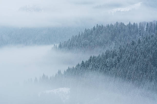 istock Fog covering the mountain forests in winter 505518242