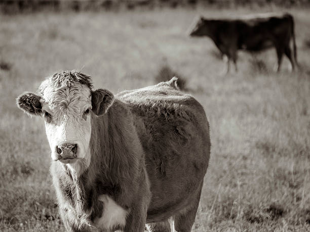 Passing Time A cow watching me from a field with the herd moving behind him in Colorado. kiowa stock pictures, royalty-free photos & images