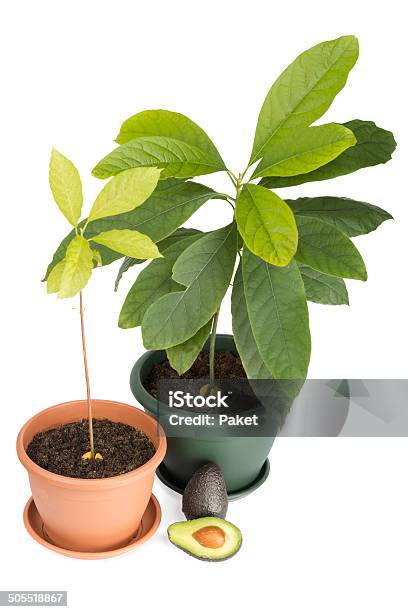 Two Avocado Plants And Fruits Stock Photo - Download Image Now - Avocado, Flower Pot, Growth