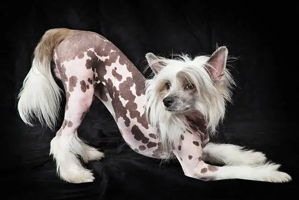 Hairless Chinese Crested dog, 1,5 years old, standing in front of black background, studio shot.