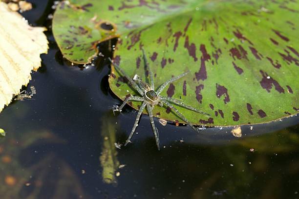 istock Six-spotted Fishing Spider 505519068