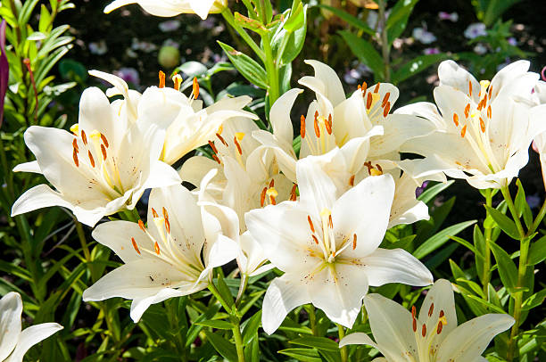 plant of flowering white lilies stock photo