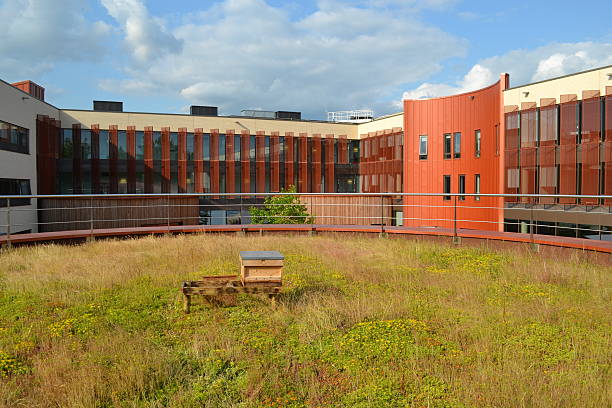 istock Urban Beekeeping on a Green Roof 505519385