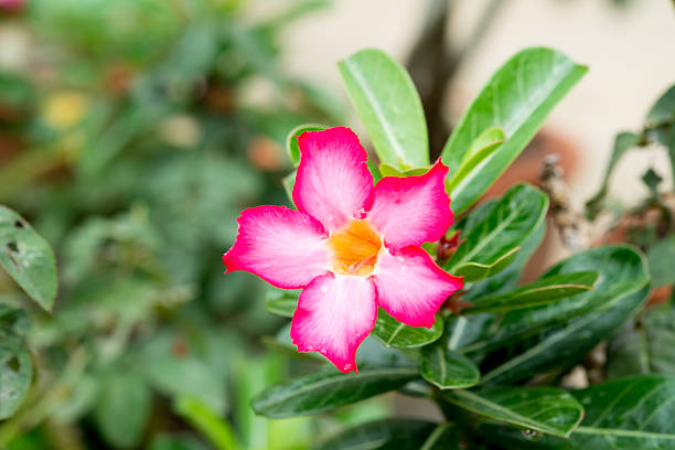 istock Pink Flower Adenium obesum Desert Rose 505520207